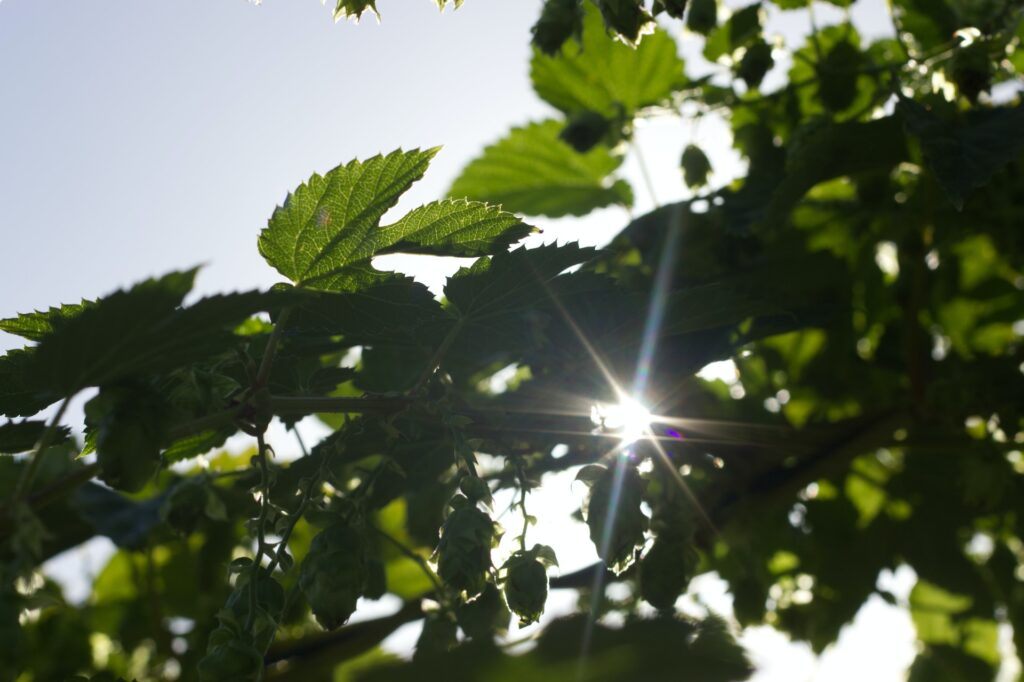 A picture of tree leaves with sunlight breaking through